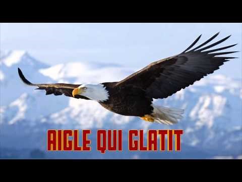 AIGLE qui GLATIT le CRI de l' AIGLE eagle sounds - adler geräusche - odgłos orła Verso dell'aquila