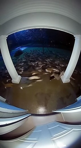 A group of stray cats at night are trying to break into the house😱 | Cat stories