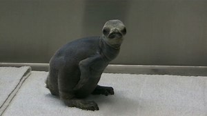 Cute factor 10: Penguin chick born