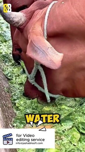 Farmers Are Feeding Cows Cactus | #viral #shorts #cactus #shortvideo #shortsfeed #ytshorts #fyp