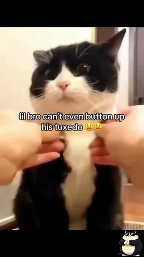 Mr chief 😂. cat #catmeme #catstagram #catlover #catsofinstagram #catdance #cat #catreels #viral #trending | goofy_ahh_cat_0