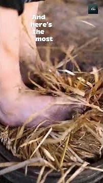 How Canola Oil Was Made Before Machines | Traditional Oil Extraction