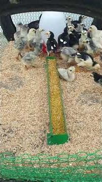 Chaotic baby chick feeding time #satisfying #asmr