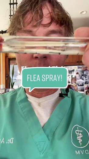 Best Natural Flea and Tick Spray Recipe #fleas #fleaspray #diy #homeremedy