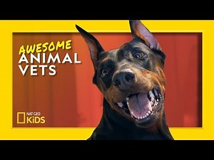 Vets On Call | Awesome Animal Vets