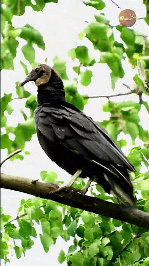 Near Fall! Black Vulture Battling Intense Winds