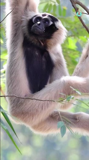Life of Baboons: Love, Loyalty, and the Laws of Nature