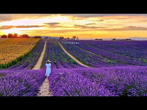 🇫🇷 PROVENCE Valensole France /The most famous LAVANDER FIELDS/4K