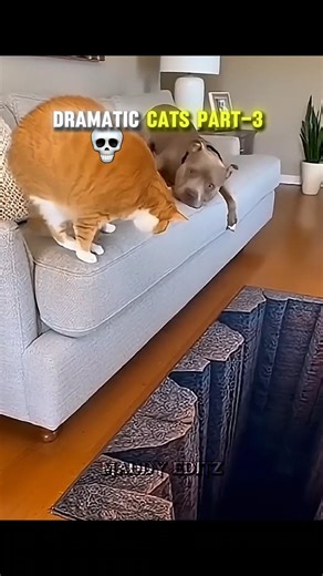 Dramatic Cats Part 3 #trollface #viral #edits