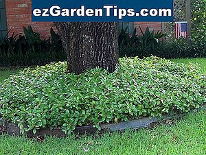 Cómo plantar Pachysandra 🌱 Tips Jardineros - Es.ezGardenTips.com