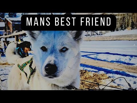 Meet Seppala Siberian Husky Sled Dog "Yeti"Togo's descendant