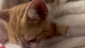 16K views · 601 reactions | Somebody is sleeping. Thank you all that has messaged and prayed for Payton. She woke up long enough today to eat some homemade soup and a piece of cherry cheesecake. Her fever is right at 100 now, so we’re seeing improvements. She even felt like holding this baby earlier (didn’t get that video) I was too excited that she felt well enough to hold him. She asked that I tell you all thank you so much and Love ya. Goodnight ~~Mom~~ | Payton Christian | Facebook