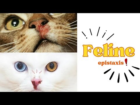 Nosebleeds in cats ، First Aid! 😺🐈‍⬛ #cat