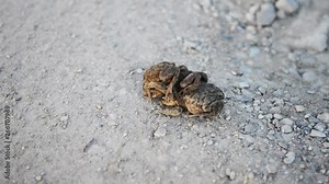 Frogs mating. Frog on a road mating, brown background. frogs on each other
