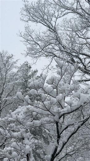 🤎 | Lauren Henderson