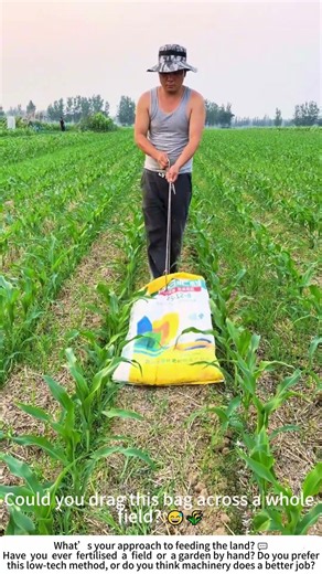 Dragging Fertiliser – A Simple But Essential Task in the Cornfield 🌽🧑‍🌾
