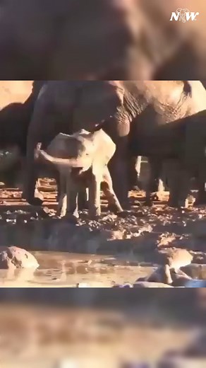 4.6K views · 344 reactions | How to use trunk #elephant #babyelephant #iloveelephants | I Love Elephants | Facebook