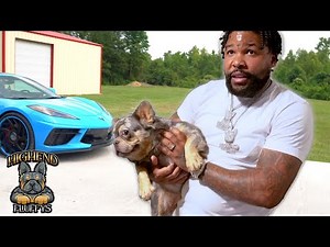 Highend Fluffy King Shows Off His Dogs