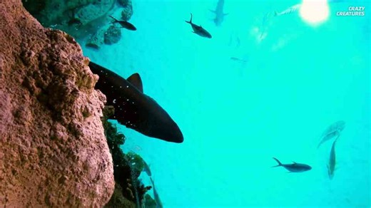 Meet the ghost shark that lives where light never reaches