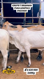 551 reactions · 120 shares | Grupo de 7 Terneros Engorde! Excelente Genetica! ₡ 2 630 000 (( 240Kg )) 63681983 // 86190100 Estamos en Guapiles Tenemos transporte | Ganaderia Los Amigos 506 | Facebook