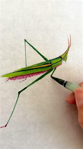Grasshopper Insect Chinese Painting Tutorial Freehand Chinese Painting Douyin Assistant Who know