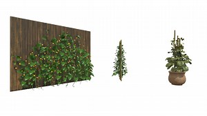 Cucumber Plant Bundle - Buy Royalty Free 3D model by hkhalif