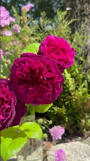 This is English shrub Rose ‘The Prince’- (Ausvelvet) #gardenerben