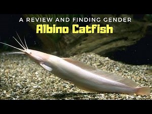 The No Problem Fish... | Walking Catfish | Albino Catfish...