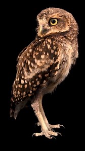 Living in open grasslands and roosting in abandoned underground burrows, burrowing owls are built differently than your average owl. Longer legs allow this bird to sprint after prey while hunting and they’ve become masters of acoustic mimicry. When threatened by a predator, this owl will retreat into its burrow and make rattling and hissing noises mimicking the warnings produced by a rattlesnake, warding off anyone that might cause harm. Video taken at La Unidad de Rehabilitacion de Fauna Silves