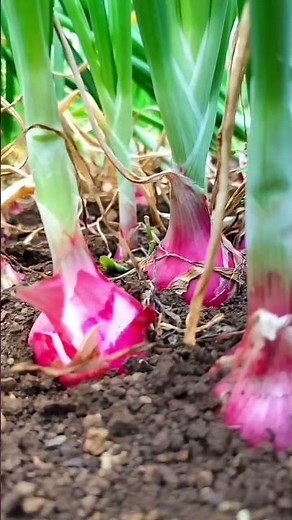 #viral #shorts #agriculture #farming