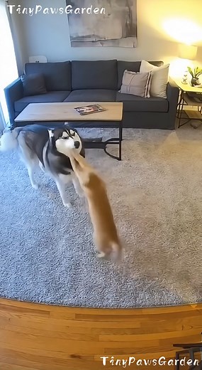 Poor Dog, Always Blamed!” 😢🐶👉🐱 🎬 100 % AI-generated video. Original story and animation created with artificial intelligence tools for family entertainment. All characters and situations are fictional and digitally created. Designed to make people smile and enjoy creative storytelling. 🚫 Reuploads or copies are not allowed. #AIvideo #AIfunny #AIfamily #AIanimals #DigitalArt #AIcreativity #ArtificialIntelligence #CuteAI #FunnyPets #RealisticAI #HistoriaIA #AnimacionIA #ContenidoIA #CineDigi