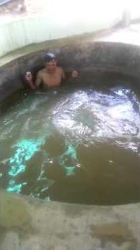 King Cobra Show-Phuket Thailand-Reticulated Python