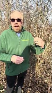 DELIGHTS & DANGER Of WILLOW!!! #nature #tree #pussy willow #nature #nature crafts