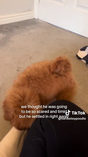 one whole year since the best phone call of my life 🤍 #toypoodle #rescuedog #dogsoftiktok #cutepuppyvideos #poodle @Scottish SPCA