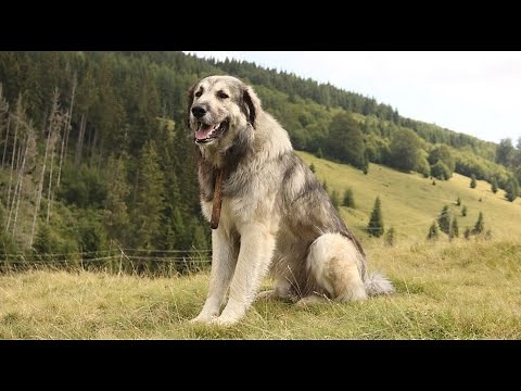 Ciobănesc CARPATIN uriaș | 240 oi ale dl. Petrea traversează un pârâu de MUNTE - super video 2020
