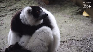 2.3K views · 131 reactions | If you’ve visited the Zoo recently, you...