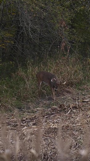 6 facts you didn't know about whitetail deer vision Part 1 Number 6. A whitetail deer has a round eye but an oval, almost rectangular pupil. This shape reduces light from entering above and below and allows deer to have heightened vision horizontally, where most of their predators live. Huge advantage for treestand hunters. Number 5. Deer have larger pupils than humans. These larger pupils increase light gathering nine times more than humans. Which is exactly why they can see better under low li