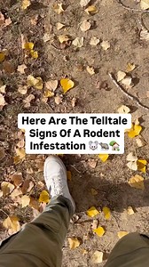 22 reactions · 21 shares | Know the signs of a rodent infestation and act fast to protect your health and home. #RodentInfestation #Rodents #Rats #Mice | PestWorld | Facebook