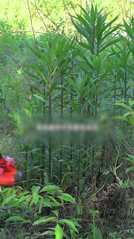 Weed Eater Battery Powered, Weed Wacker, 12V 2000mAh 2 Batteries 1 Charger Telescopic Rod Anti-Slip Handle Weed Trimmer Cordless Electric Weed Lawn Eater Edger US