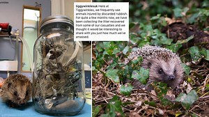 Wildlife hospital issue urgent warning over the dangers of littering for ‘dwindling’ hedgehog population