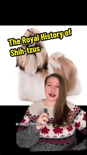 The Royal History of Shih-tzus #history #archaeology #shihtzu #chinesehistory #dog