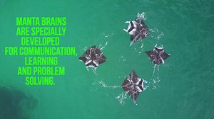No other species of fish has a bigger brain than the manta ray. Manta brains can be ten times larger than a whale shark’s. But does brain size equal smarts? | Center for Biological Diversity