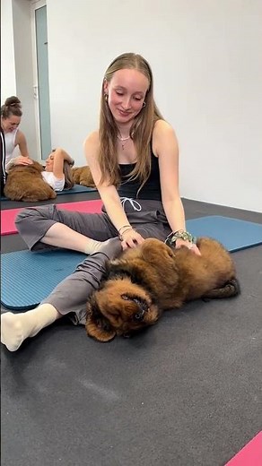 The Puppy Yoga Distraction Challenge. #puppy #pom #doggielife #goldenretreivers #pets