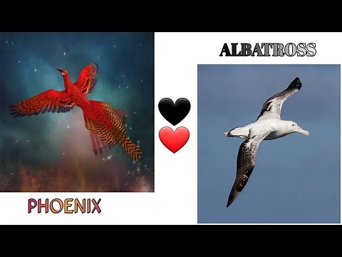 Albatross & Phoenix/ birds life story