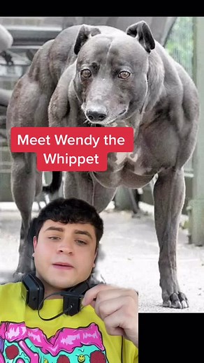 Meet Wendy the Whippet: A Strong and Lovable Pet Dog
