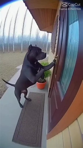 Stormbringer (@srormbringer1)’s videos with original sound - Stormbringer