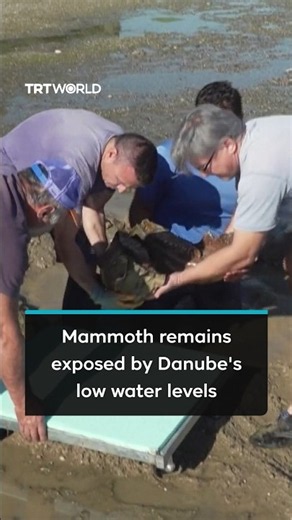 Low water levels in Danube river reveal Ice Age mammoth remains in Bulgaria