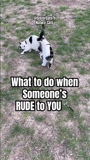 Rude or Playful? 😹 | Nature Cats S1 E4 | Sister Cats TV