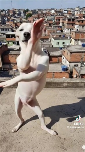 #funny #shots #pets #encenacao #comedy #memes #dance #dueto #cute #video