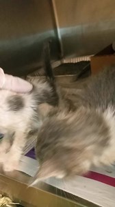 70 shares · 4 comments | RESCUED BY ST. SOPHIAS! NINA, SANTA MARIA, PINTA - ID #A169576, 78, 79 2 Males, 1 Female / approx 4 weeks Cage # G14 Stray found @ 1200 block of W. 96th St. Intake: 7/29 Out date: 8/2 These little cuties may look a mess right now but will be adorable once cleaned up! They are eating a bit on their own so just need someone to keep an eye on them to make sure they are getting enough to eat. And of course baths! Please come get these babies asap! | CACC Cats | Facebook